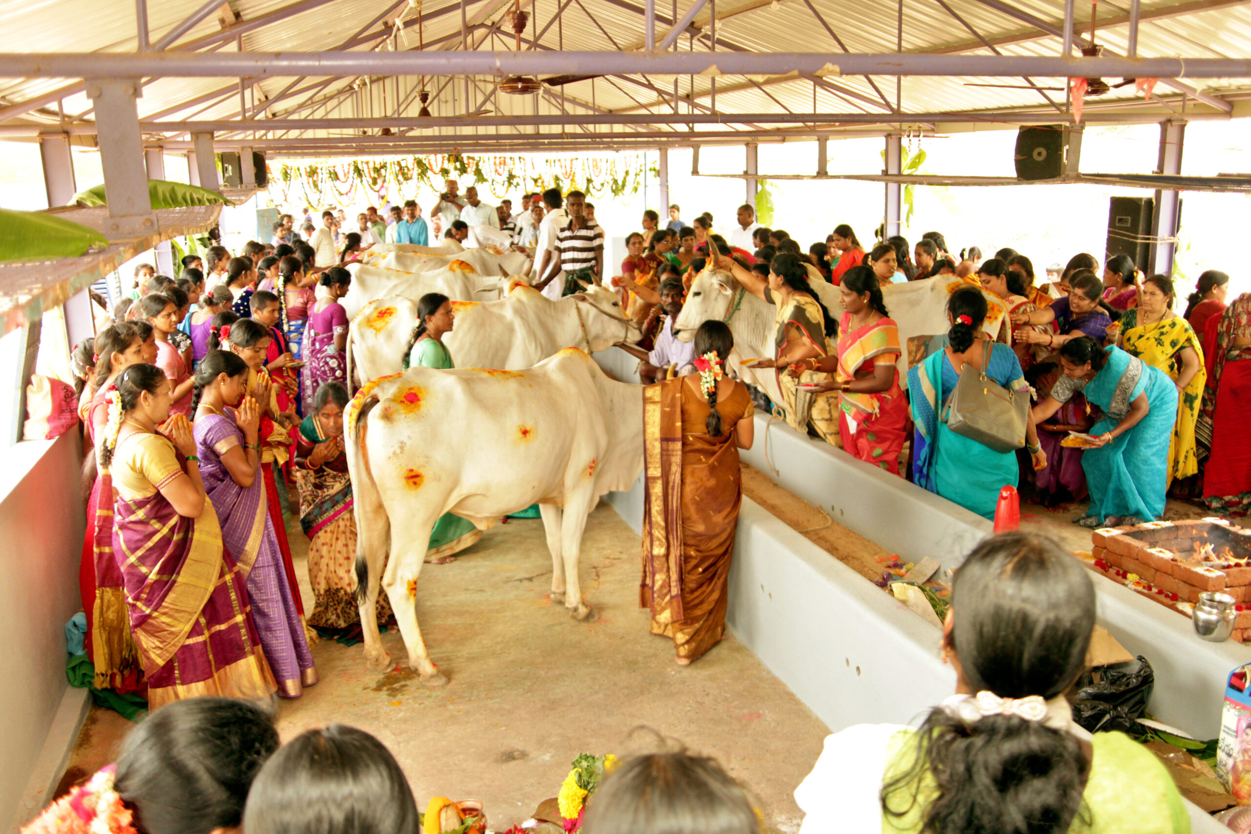 Sri Annamacharya Goshala
