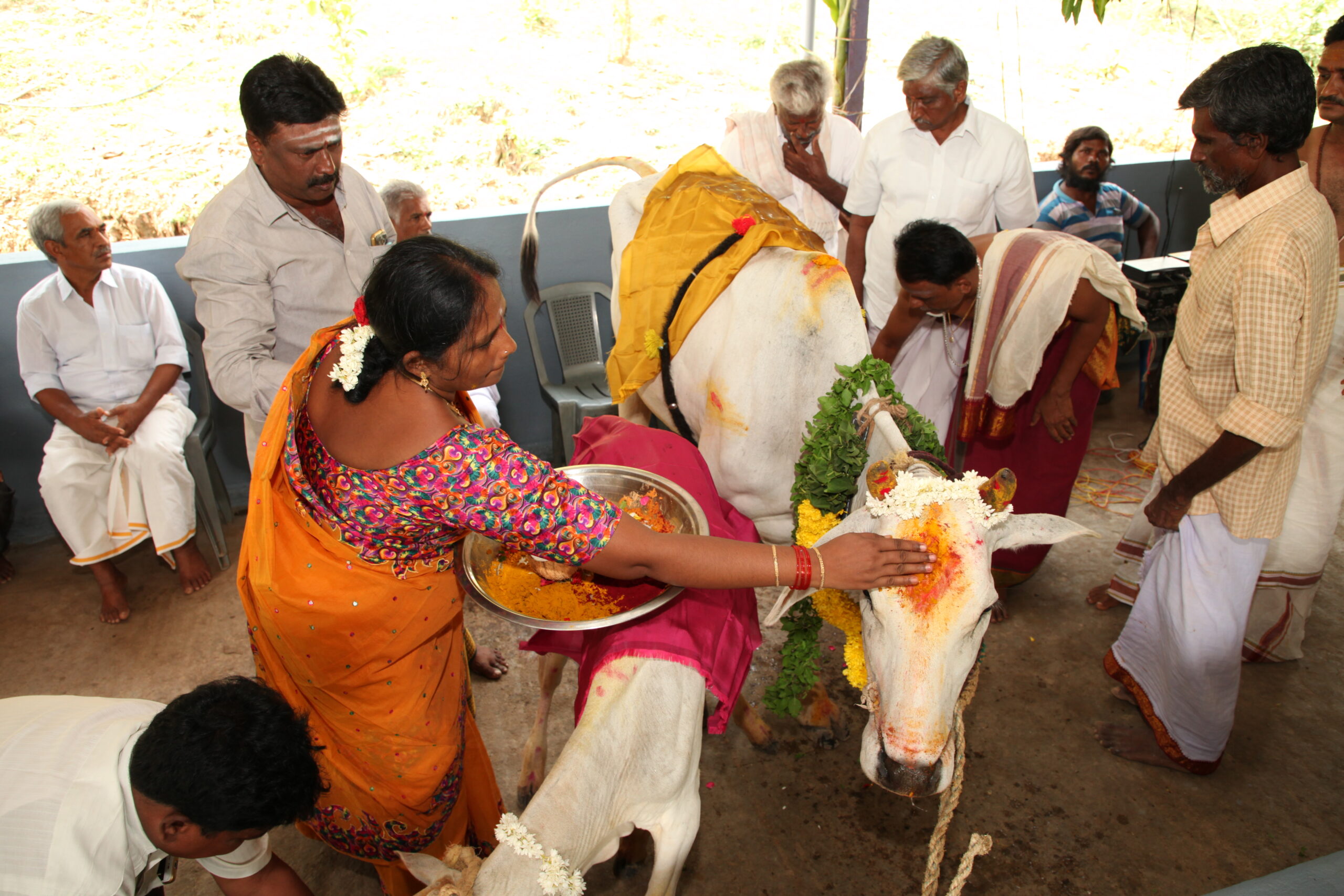 Happy Cow